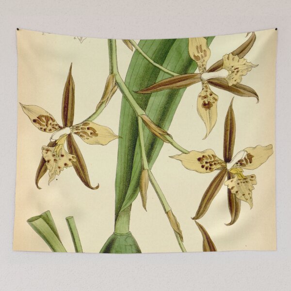 Item preview, Rhynchostele maculata (as Odontoglossum maculatum) Curtis' 105 (Ser. 3 no. 35) pl. 6455 (1879) designed and sold by EsotericBotanic.