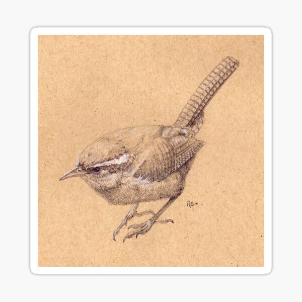 Carolina Wren Sketch Sticker