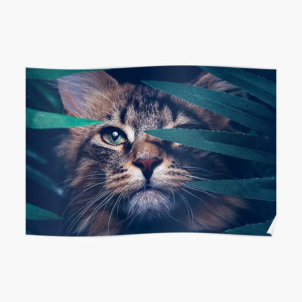 Jungle Cat Posters Redbubble