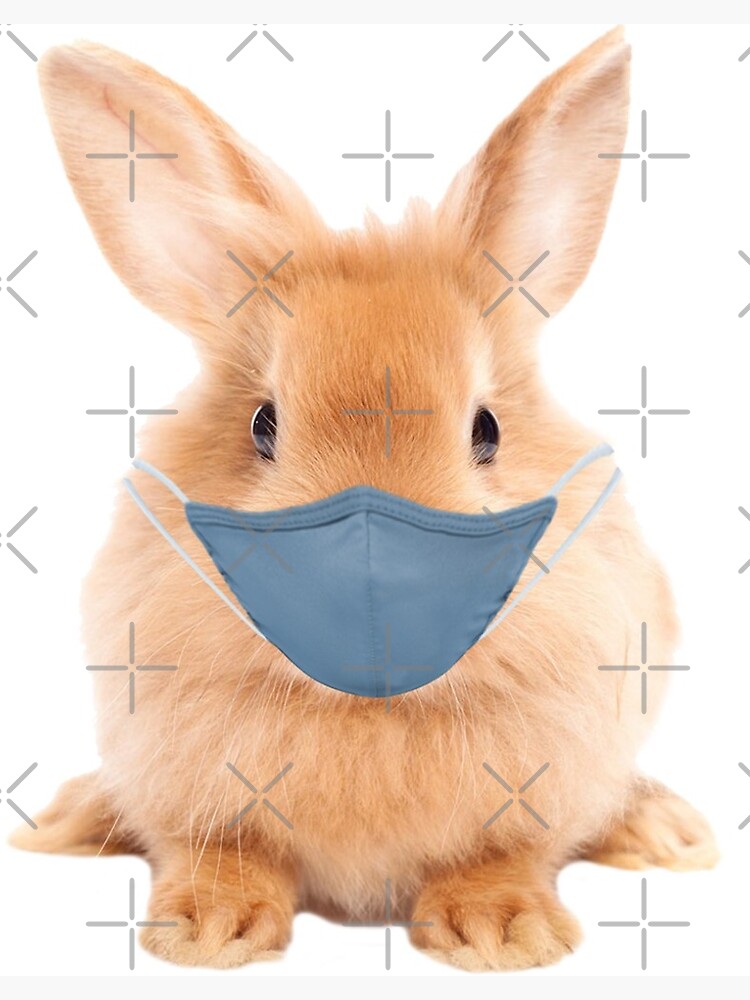 rabbit wearing mask