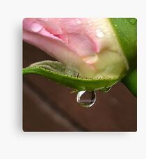 Winter Rose - Macro Canvas Print