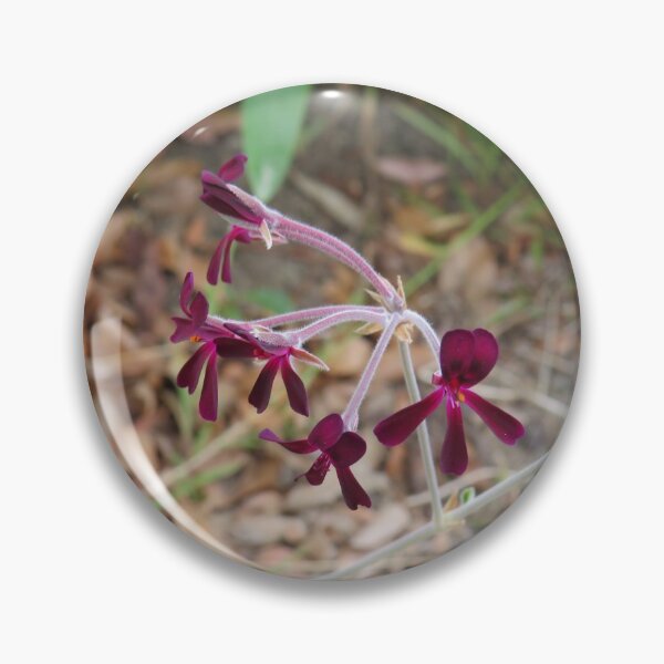 Item preview, Pelargonium sidoides designed and sold by greentiger1.