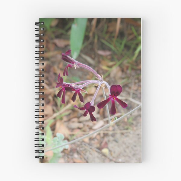 Item preview, Pelargonium sidoides designed and sold by greentiger1.