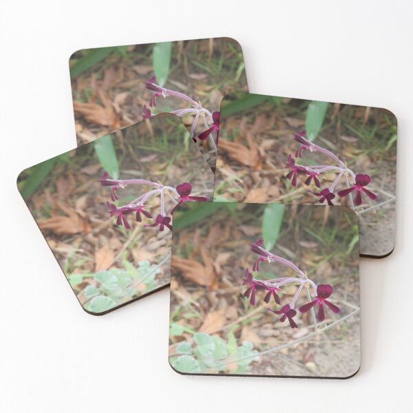 Item preview, Pelargonium sidoides designed and sold by greentiger1.