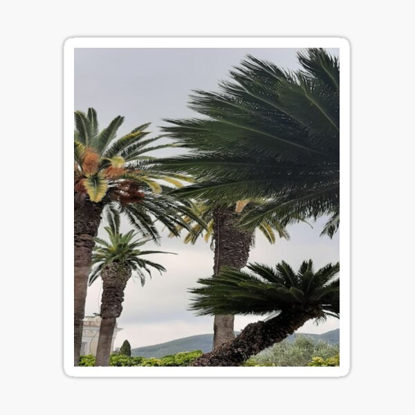 Palm Tree Sticker