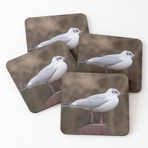Item preview, Black Headed Gull. designed and sold by GingerMan2550.