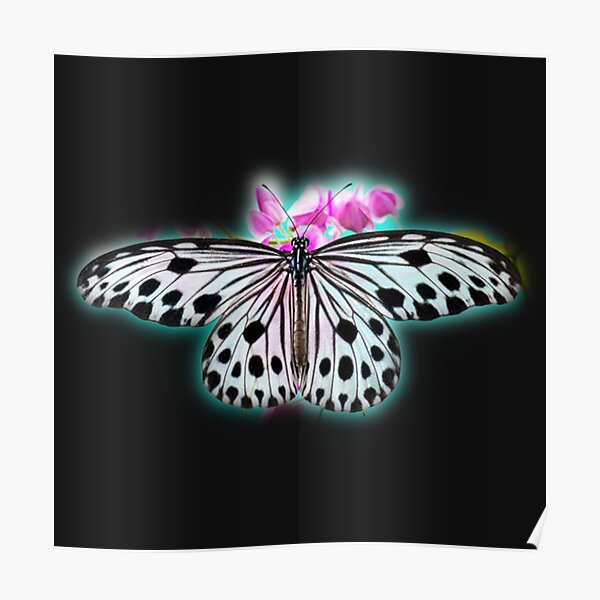 "Black and White Spotted Butterfly" Poster by butterflyzz Redbubble