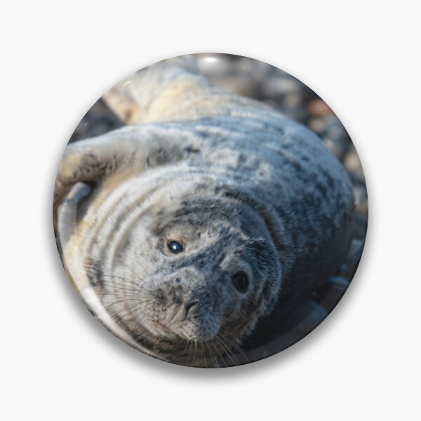 Item preview, Seal On Beach designed and sold by RobWalkley.