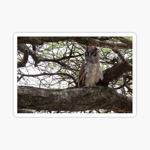 Item preview, Verreaux's Eagle-Owl (Bubo lacteus) designed and sold by Yair Karelic.