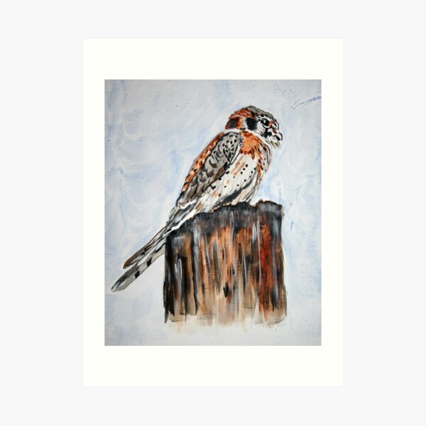 Marvin's Kestrel Art Print