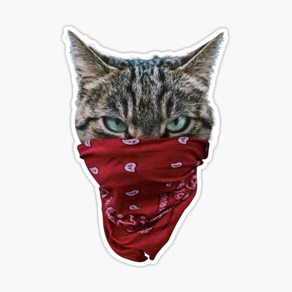 Cat 2024 with bandana