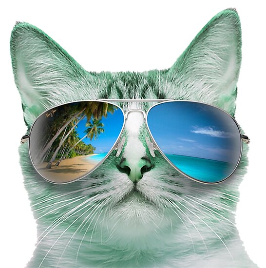 Cat Wearing Sunglasses Sun Glasses Beach Tropical Grumpy Ocean Kitten