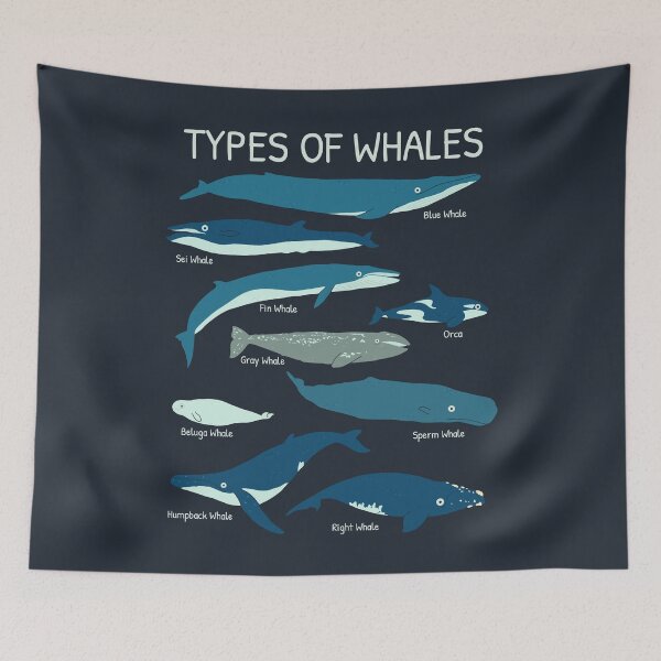 Item preview, Types Of Whales Educational Collection Marine Biology Gifts designed and sold by JokeGysen.
