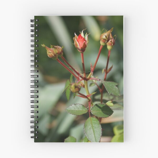 Item preview, Rose Buds designed and sold by Vivar Photo.
