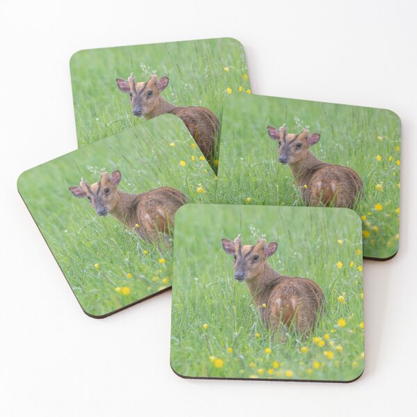 Item preview, Reeves's muntjac designed and sold by Steve Liptrot Photography.