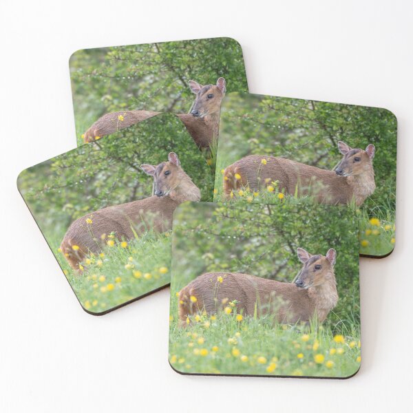 Item preview, Reeves's muntjac designed and sold by Steve Liptrot Photography.