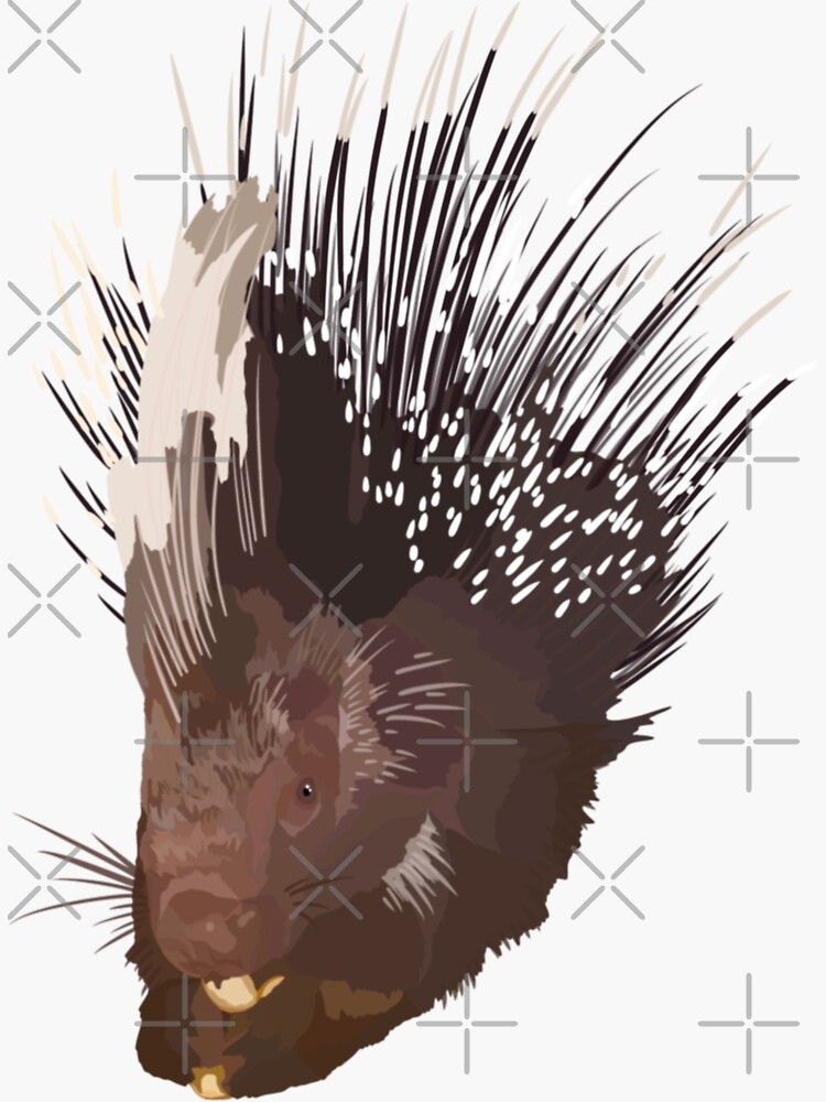 Intriguing, African porcupine quills are available for purchase at