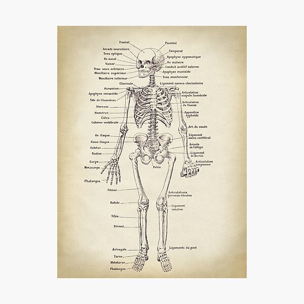 Artikel-Vorschau von Skelett, anatomische Zeichnung. Wissenschaftliche Illustration. Text in Französisch, designt und verkauft von LeAllureVintage.