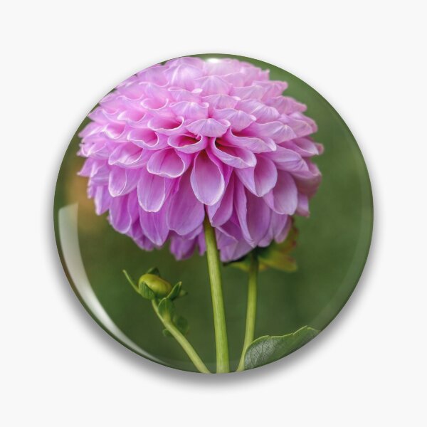Item preview, Perfect Purple Dahlia designed and sold by Carolyn's Captures - Original Photohgraphy.