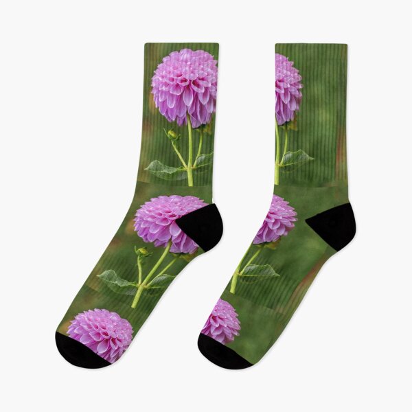 Item preview, Perfect Purple Dahlia designed and sold by Carolyn's Captures - Original Photohgraphy.