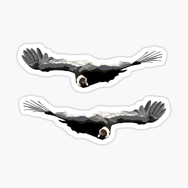 Item preview, A is for Andean Condor,Andean Condor Illustration – Majestic Raptor Art for Wildlife and Nature Lovers designed and sold by PrettylittlepastelUk.