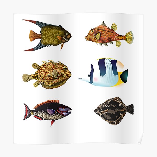 Poster F Is For Fish 32x44cm 