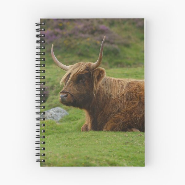 Item preview, Resting Highland Cow designed and sold by rawshutterbug.