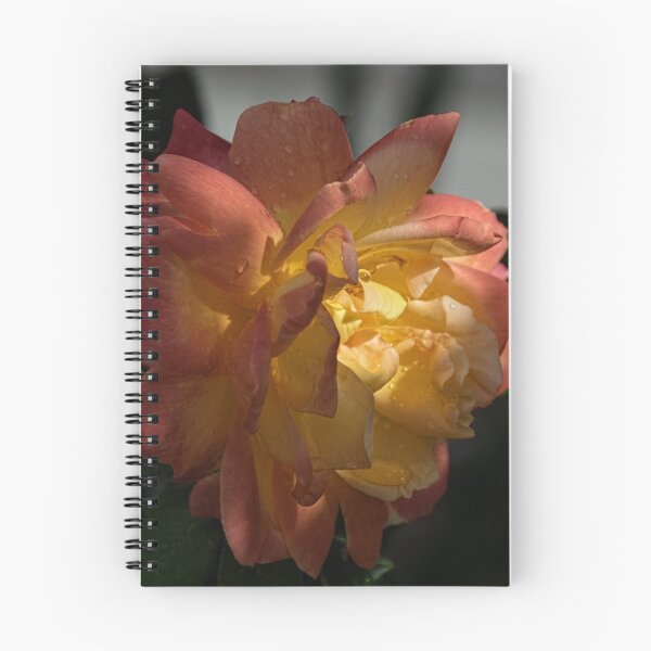 Item preview, Muliticolor rose Leith Park Victoria 20160211 6586   designed and sold by Fred Mitchell.