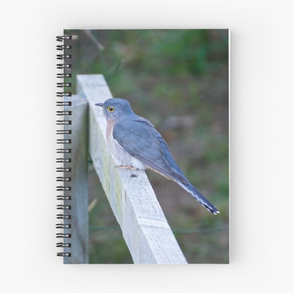 Item preview, CUCKOO ~ Fan-tailed Cuckoo FDSZ6UTZ by David Irwin designed and sold by tasmanianartist.