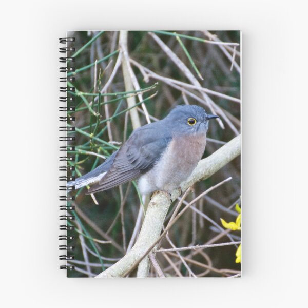 Item preview, CUCKOO ~ Fan-tailed Cuckoo Q9LDHQBS by David Irwin designed and sold by tasmanianartist.