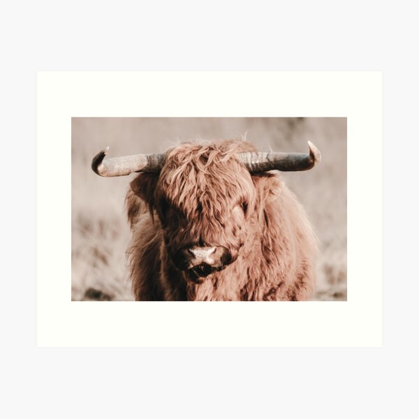 Scottish Highlander Portrait | Scottish Highlander Photography | Scottish Highlander Fine Art Print Art Print