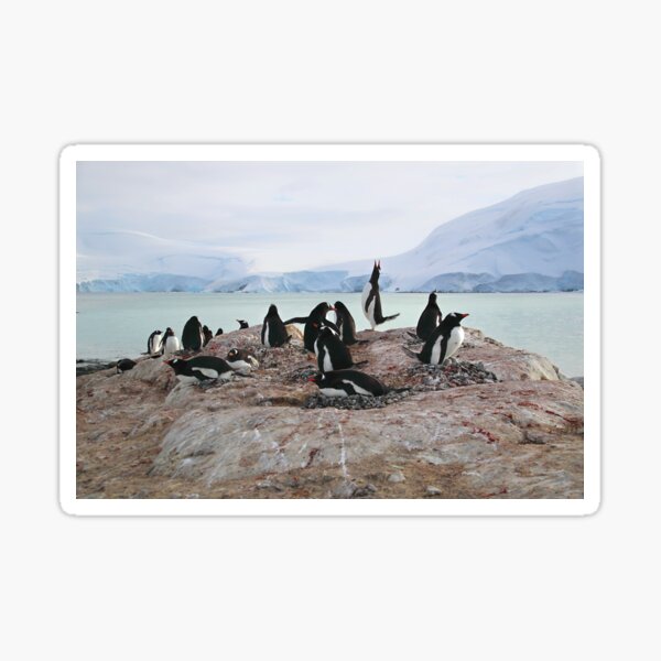Item preview, Gentoo Penguin Rookery on Trinity Island, Antarctica designed and sold by Carole-Anne.