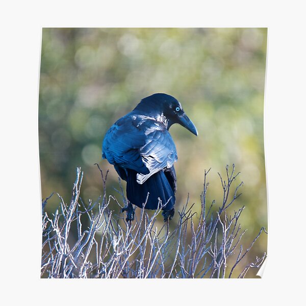 RAVEN ~ Forest Raven UYRFXSQZ by David Irwin ~ WO Poster