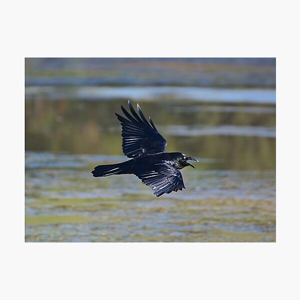 RAVEN ~ Forest Raven qEwRCM9c by David Irwin Photographic Print