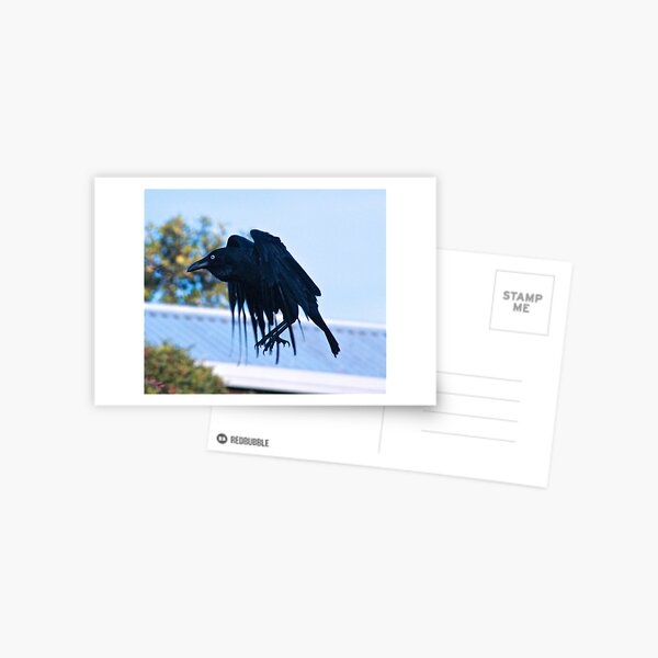 Item preview, RAVEN ~ Forest Raven DP7BLAHQ by David Irwin designed and sold by tasmanianartist.