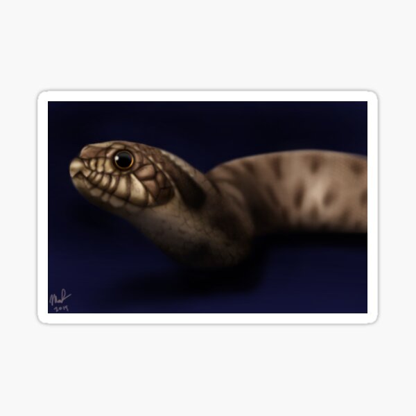Western Hognose Snake Sticker