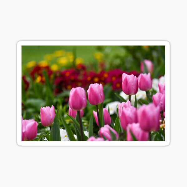 Pink Tulips in spring bloom Sticker