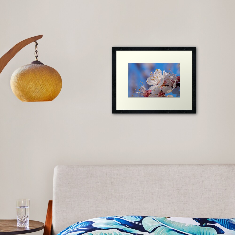Kirschblüte im Abendlicht Gerahmter Kunstdruck