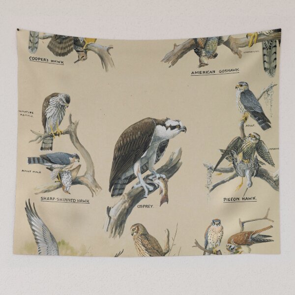 Item preview, Members of the Hawk Family - Louis Agassiz Fuertes - 1920 designed and sold by CJET.