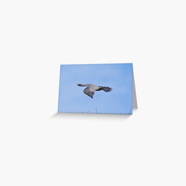 CUCKOOSHRIKE ~ Black-faced Cuckooshrike FHEYYUMR by David Irwin Greeting Card