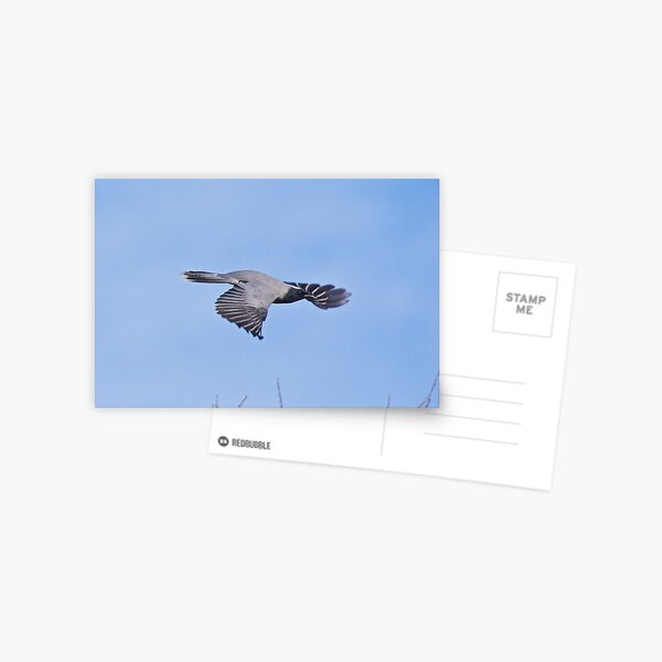 CUCKOOSHRIKE ~ Black-faced Cuckooshrike FHEYYUMR by David Irwin Postcard