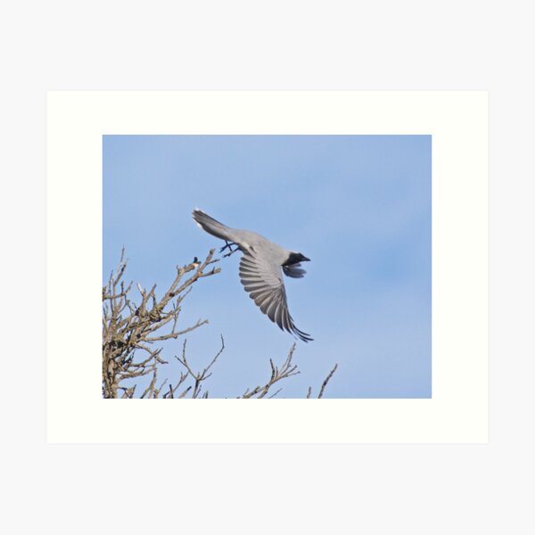 CUCKOOSHRIKE ~ Black-faced Cuckooshrike WP9M2Z2A by David Irwin Art Print