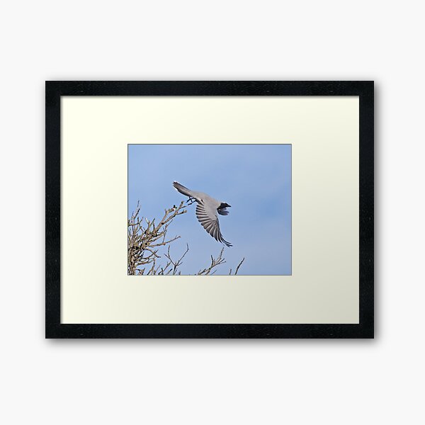 CUCKOOSHRIKE ~ Black-faced Cuckooshrike WP9M2Z2A by David Irwin Framed Art Print