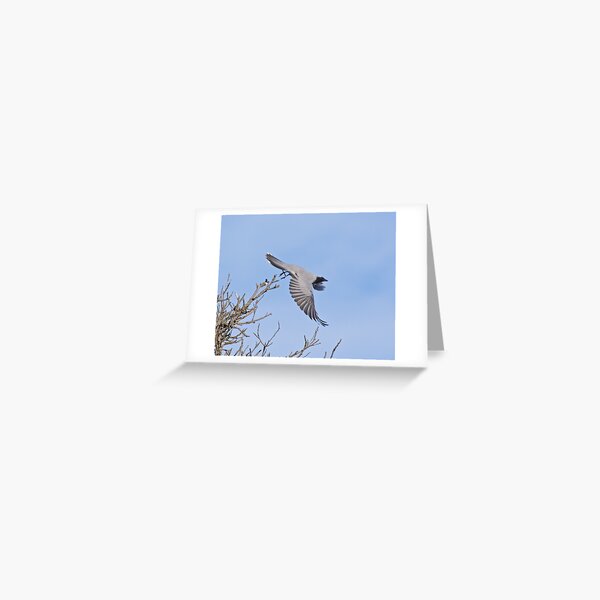 CUCKOOSHRIKE ~ Black-faced Cuckooshrike WP9M2Z2A by David Irwin Greeting Card