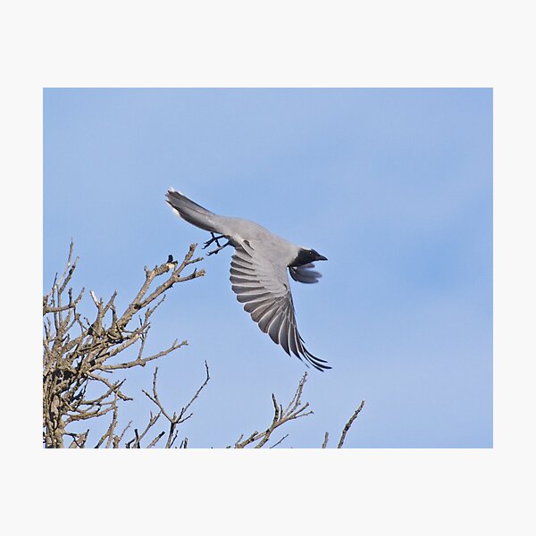 CUCKOOSHRIKE ~ Black-faced Cuckooshrike WP9M2Z2A by David Irwin Photographic Print