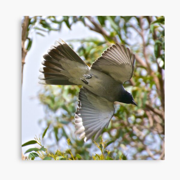 CUCKOOSHRIKE ~ Black-faced Cuckooshrike 7BAXLY5S by David Irwin Canvas Print