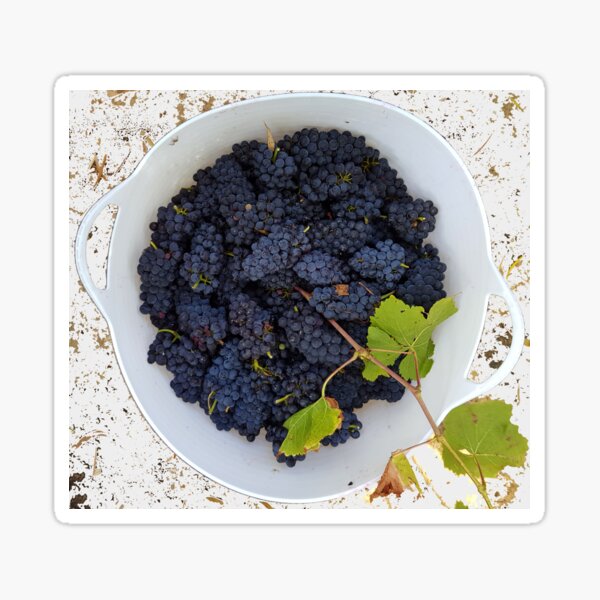 Grapes in a Bucket by Adelaide Artist Avril Thomas at Magpie Springs Sticker