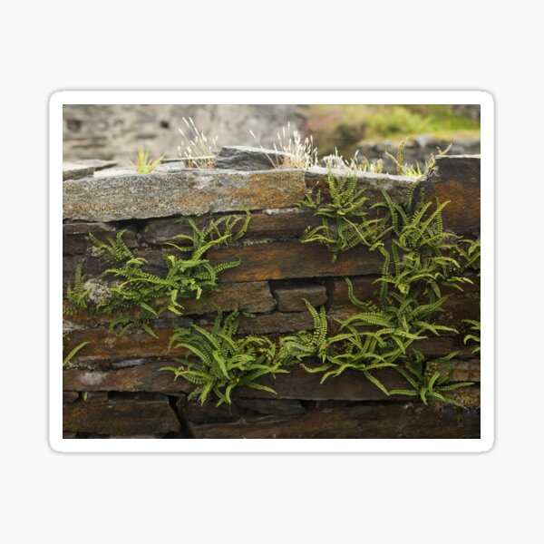 Spleenwort Maidenhair fern on wall at Cashelnagor Sticker