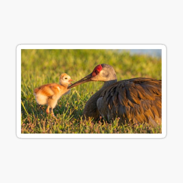 Item preview, A tender peck on its mothers beak  designed and sold by Zina Stromberg.