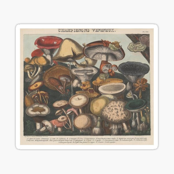 Item preview, Vintage Edible Mushroom Collection c:1827-1828 designed and sold by joyousEarth.